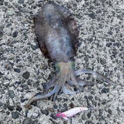 ナイトエギング