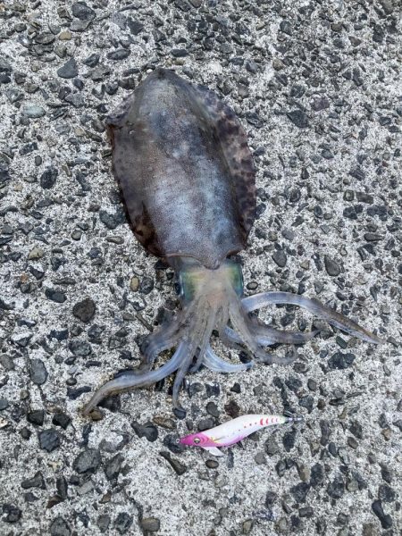 ナイトエギング