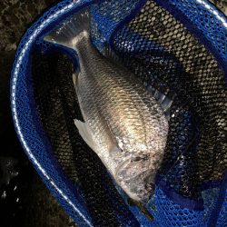 チヌハンターパート14