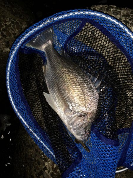 チヌハンターパート14