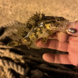 悶絶お豆アジング