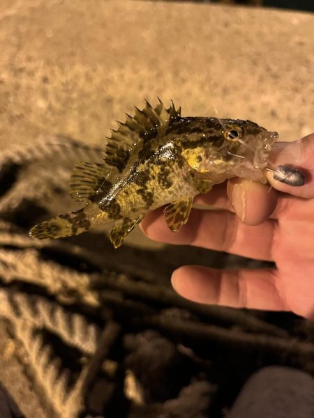 悶絶お豆アジング