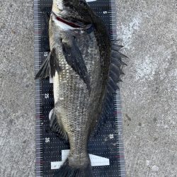 姫路65匹‼️大爆釣!