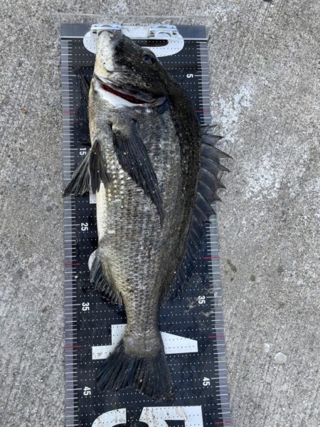 姫路65匹‼️大爆釣!