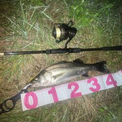 チーバスでした。