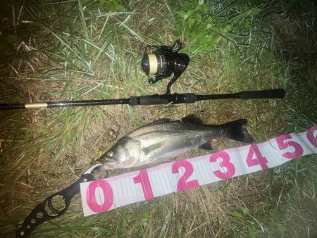 チーバスでした。