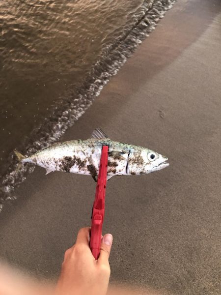 サーフ　マゴチ