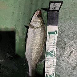 夜のヒラセイゴ