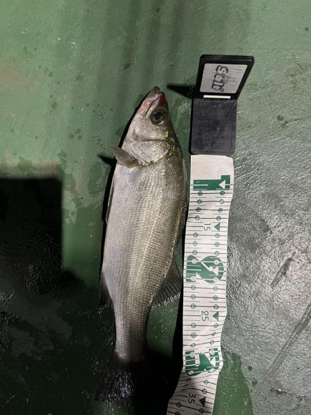 夜のヒラセイゴ