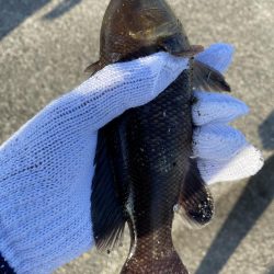 キス狙いが、結果コブダイ