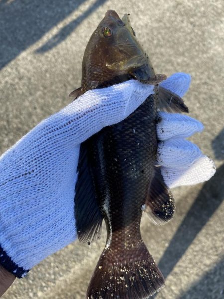 キス狙いが、結果コブダイ