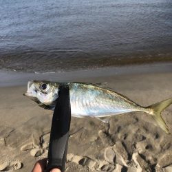 サーフ　フラット狙い