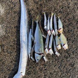 シーズン開幕！？