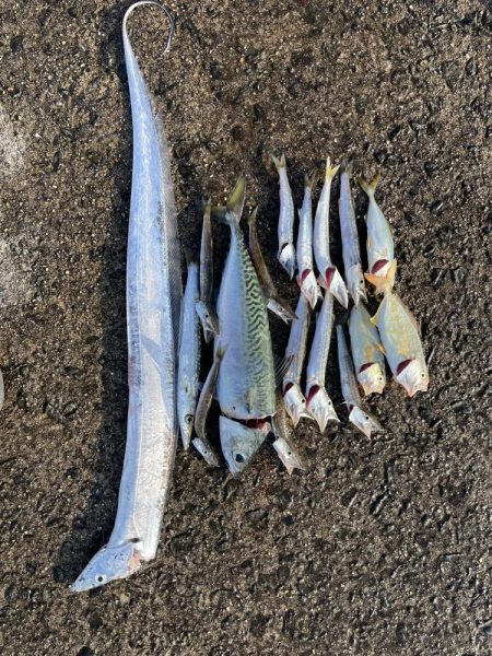 シーズン開幕！？