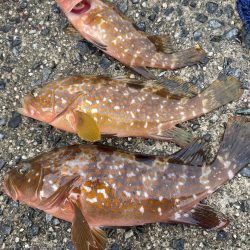 ジギング、アジング