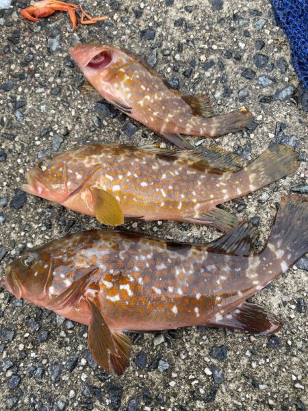 ジギング、アジング