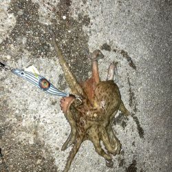 【タコング】やっとこさ1匹