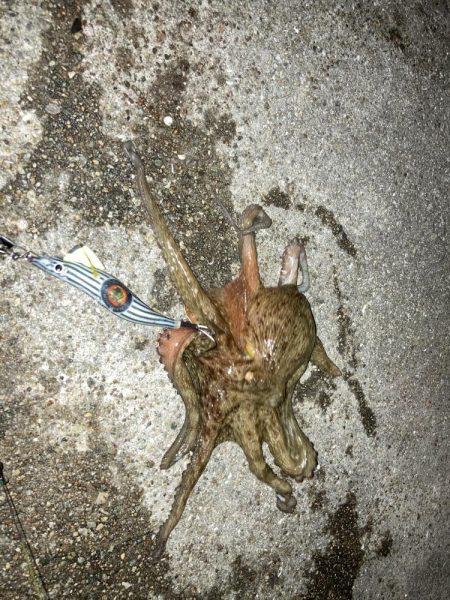 【タコング】やっとこさ1匹