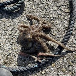 タコ釣りに淡路まで