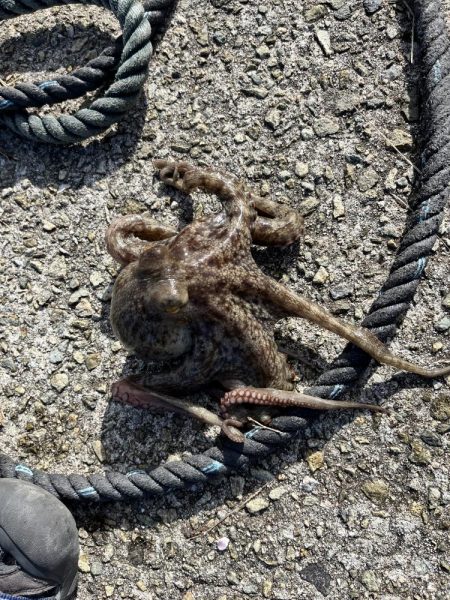 タコ釣りに淡路まで