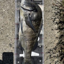 イチノ兄弟、釣果！