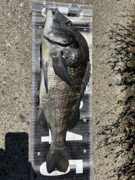 イチノ兄弟、釣果！