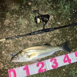 雨後シーバス行ってきました。