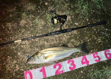 雨後シーバス行ってきました。