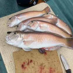 橘沖でシロアマダイ