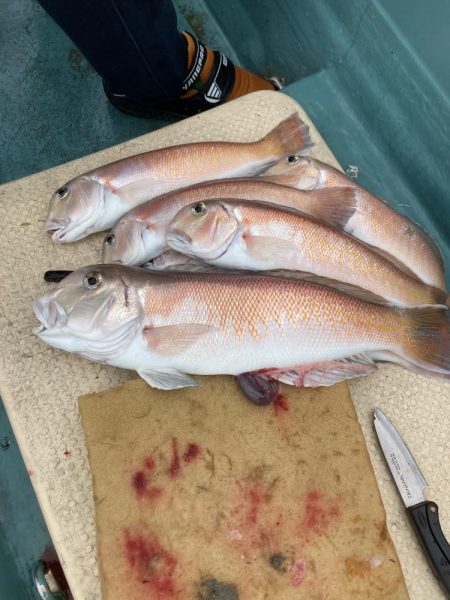 橘沖でシロアマダイ