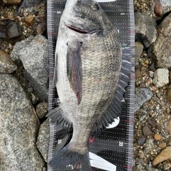 3釣行連続60匹超え‼️