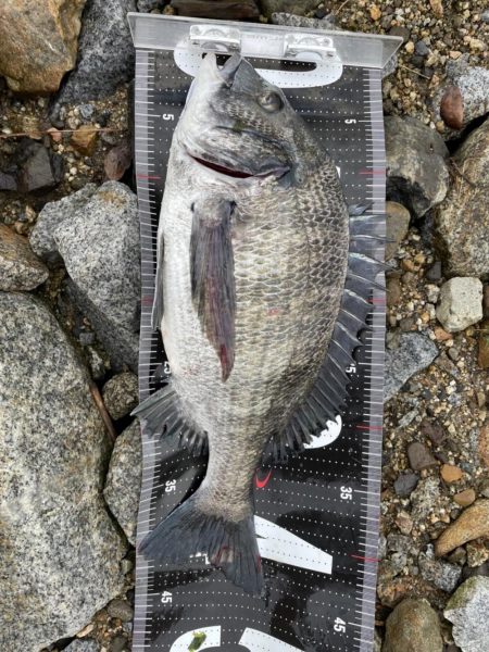 3釣行連続60匹超え‼️