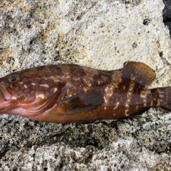 ロックロックロック