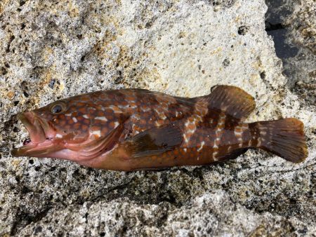 ロックロックロック