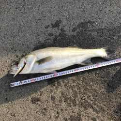 初トップウォーター^_^