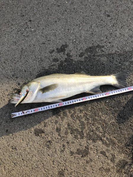 初トップウォーター^_^