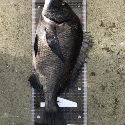 2日連続60枚越え‼️