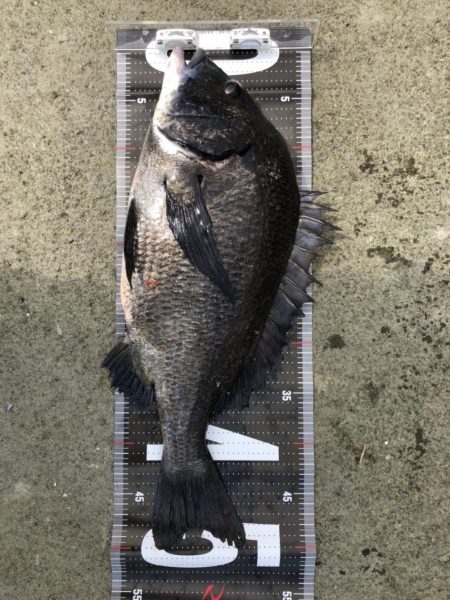 2日連続60枚越え‼️