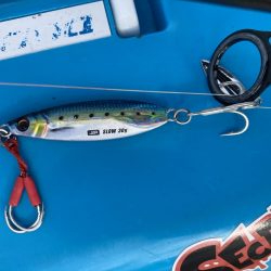 太刀魚を探しに