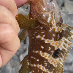 アコウ　リベンジ