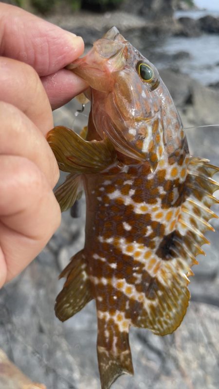 アコウ　リベンジ