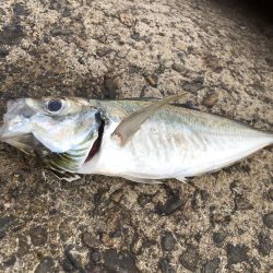 夕マヅメ アジング