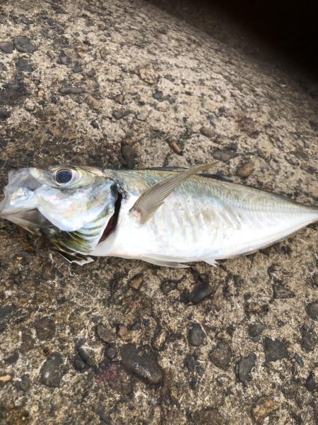 夕マヅメ アジング