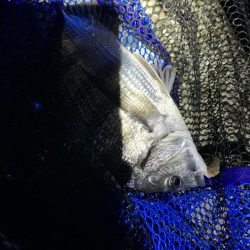 チヌハンターパート15