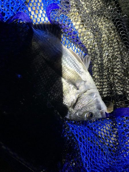 チヌハンターパート15