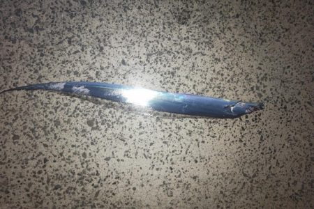 尺アジとタチウオ