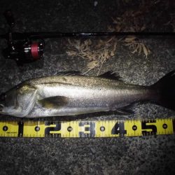 ボイル打ちは不要?