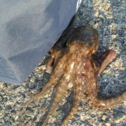 今日もまたタコ