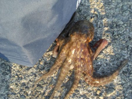 今日もまたタコ