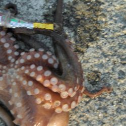 今日もタコ釣ったぞ！